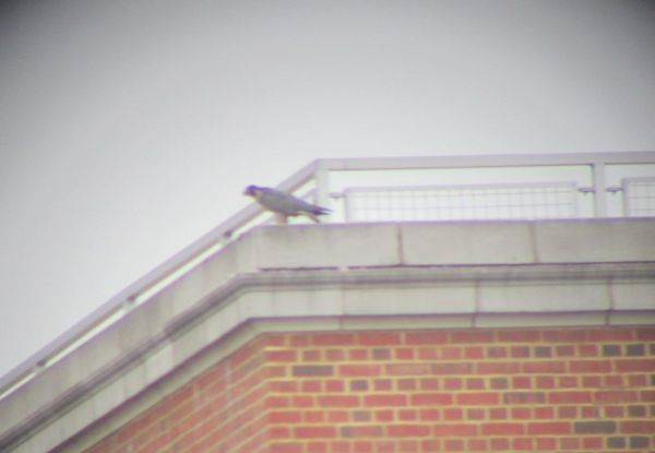 Peregrine falcon on roof of brick building
