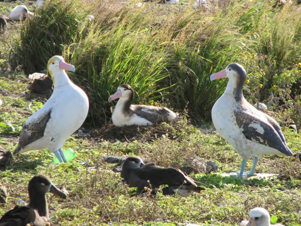 Short-tailed albatrosses and decoys on Midway Island