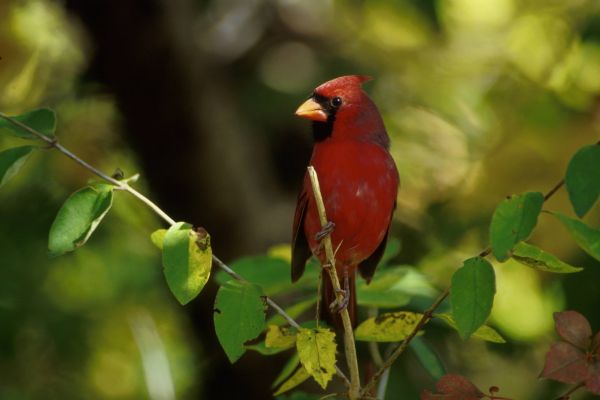 Cardinal and green leaves