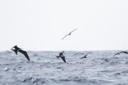 Pirates of the Caribbean