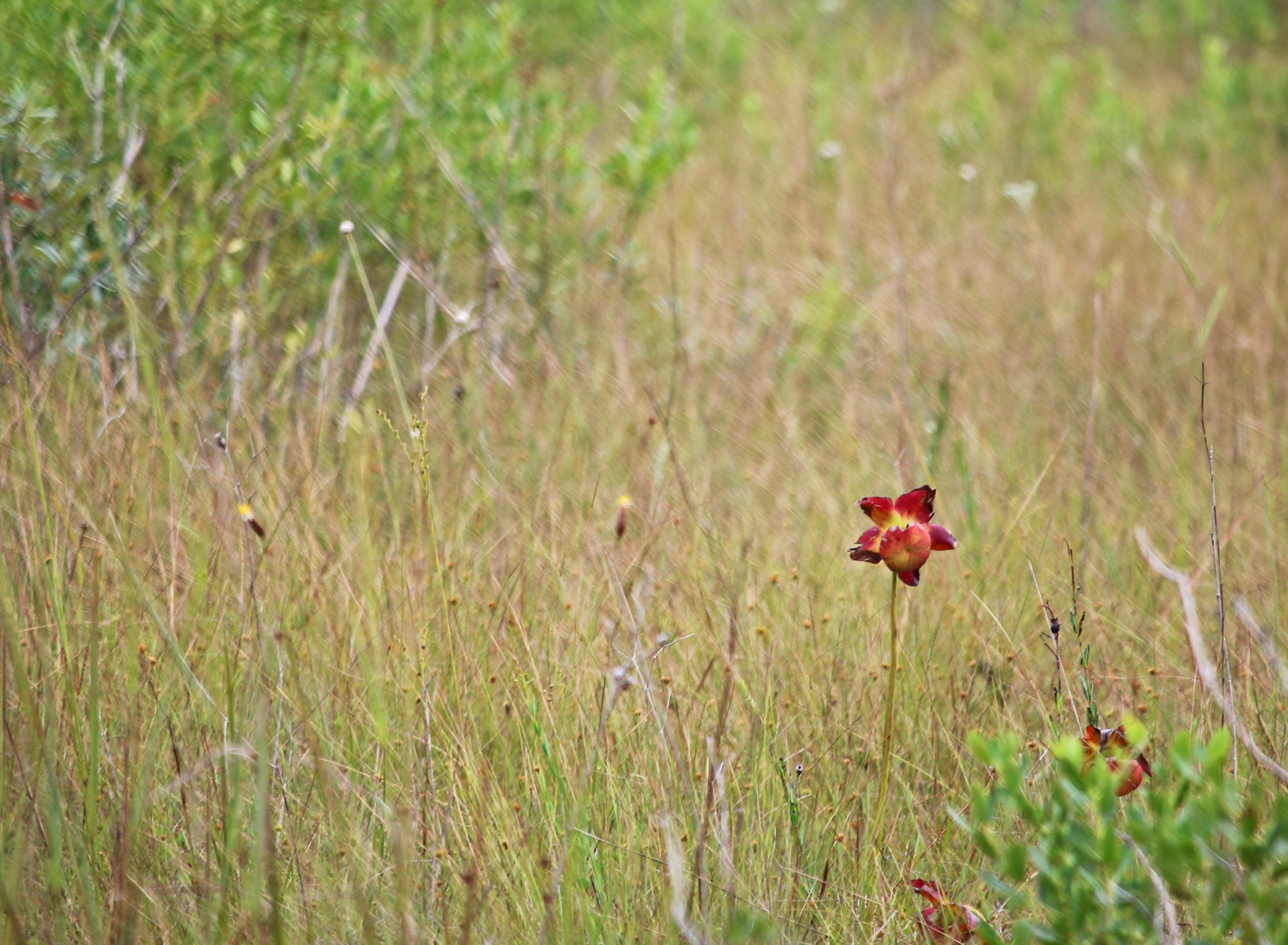 florida, nature, landscape, birding