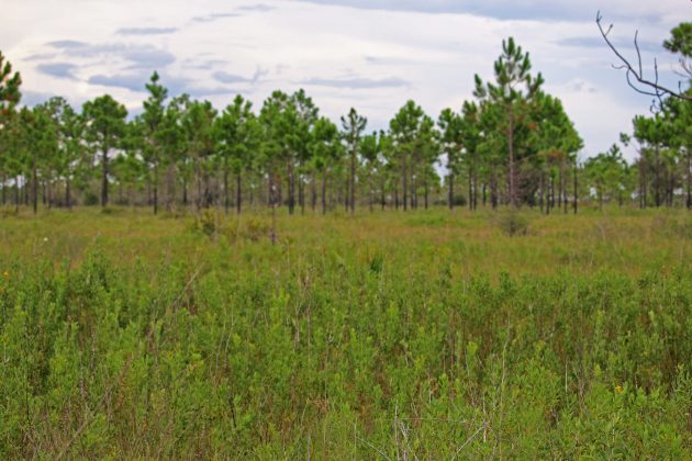 florida, nature, landscape, birding