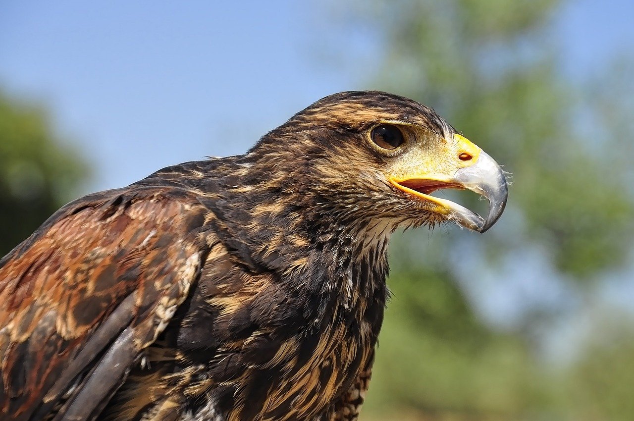 nature, eagle, golden eagle, mexico, state bird