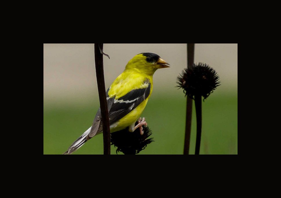 goldfinch