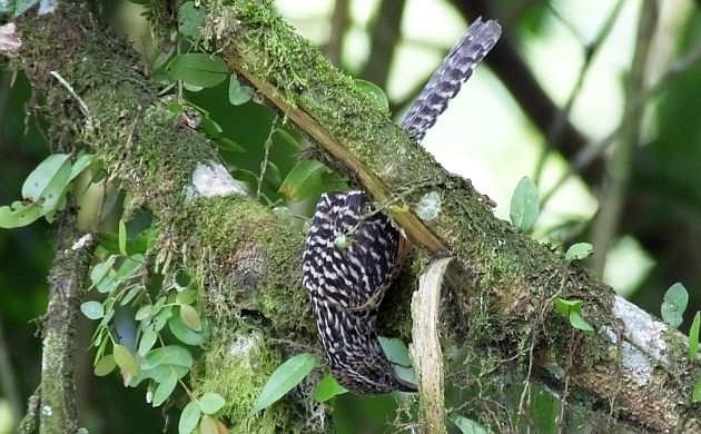 gotta check under the branch