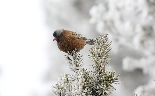 Gray-crowned Rosy-finch by Dominic Sherony