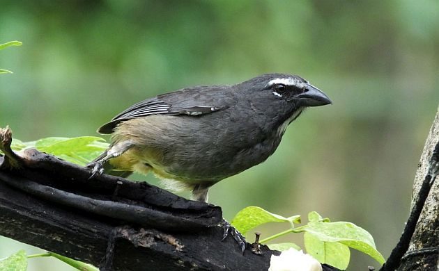 cinnamon-bellied saltator