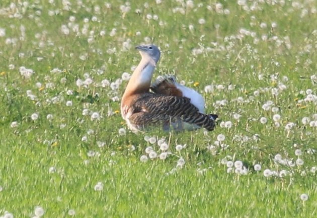 great-bustard-1