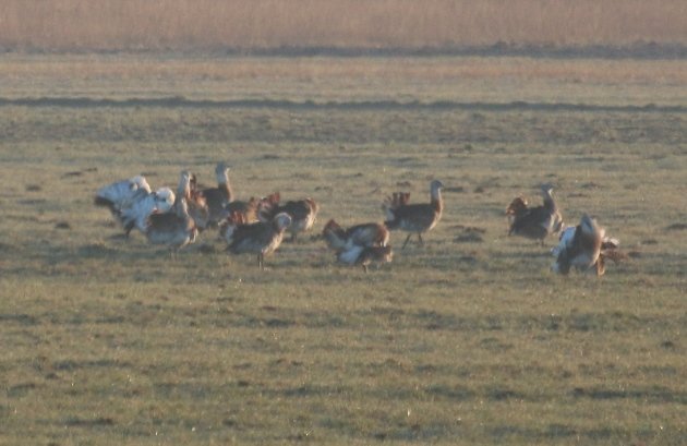 great-bustard