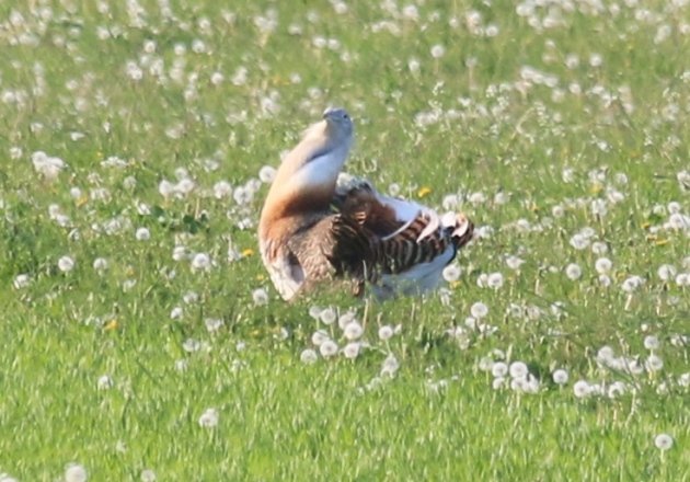 great-bustard-2