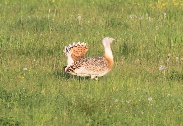 great bustard 2