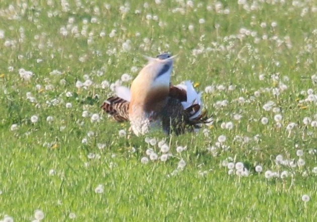 great-bustard-3