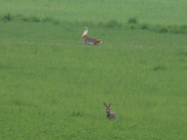 great bustard and roe deer