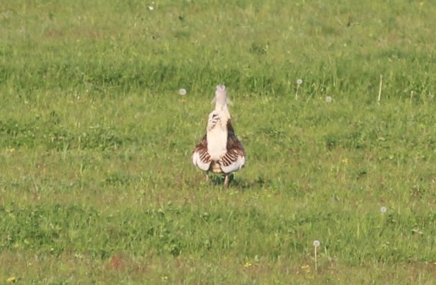 great bustard from behind