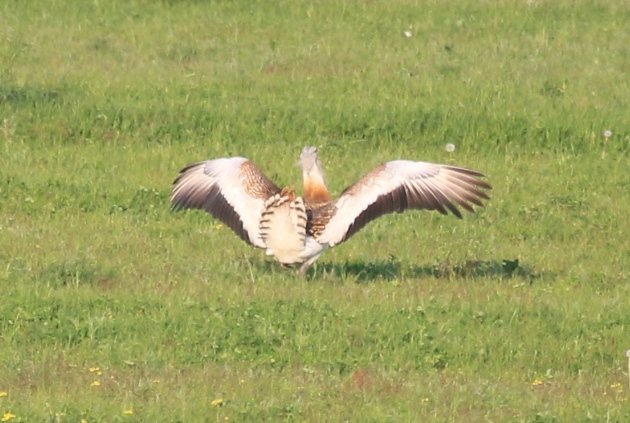 great bustard landing