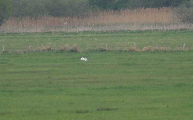 great-bustard-plastic