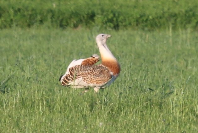 great bustard