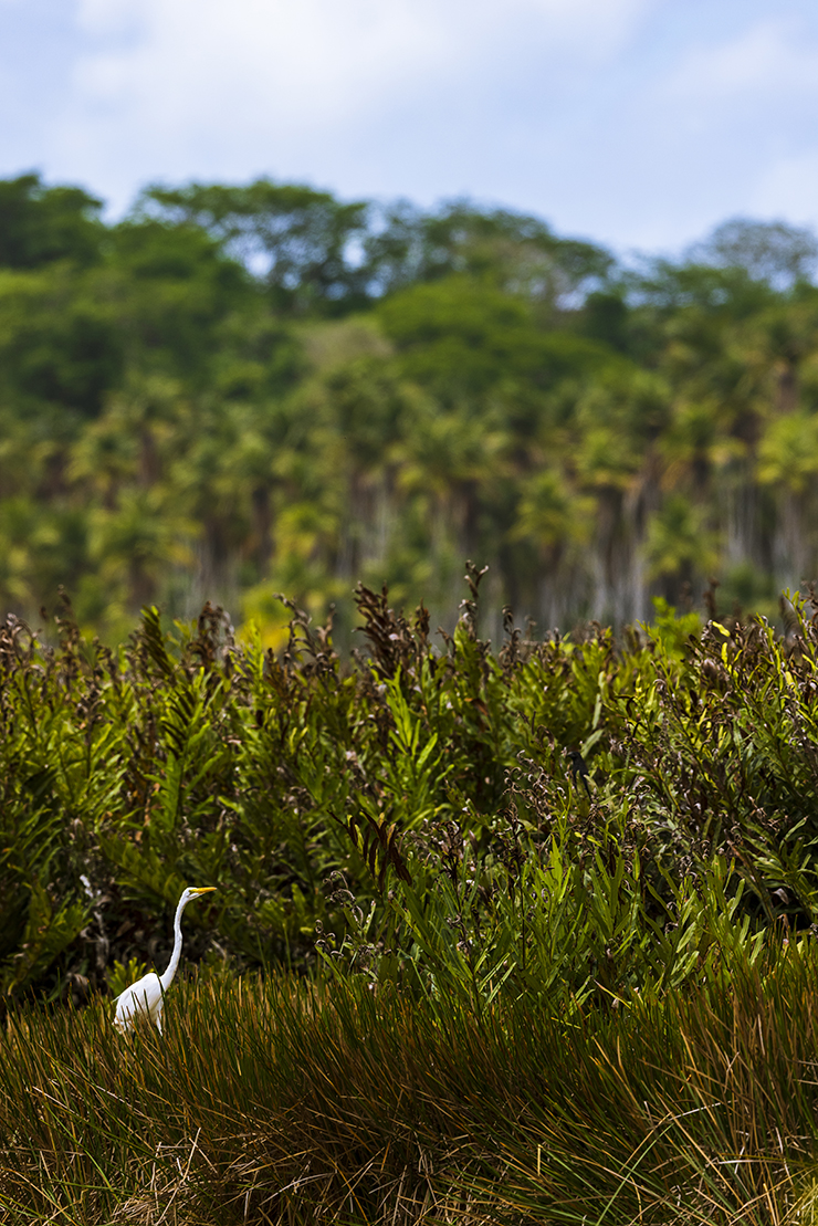 Animalstuffstore great-egret-2690 Extra Swamp Tales – 10,000 Birds Bird  