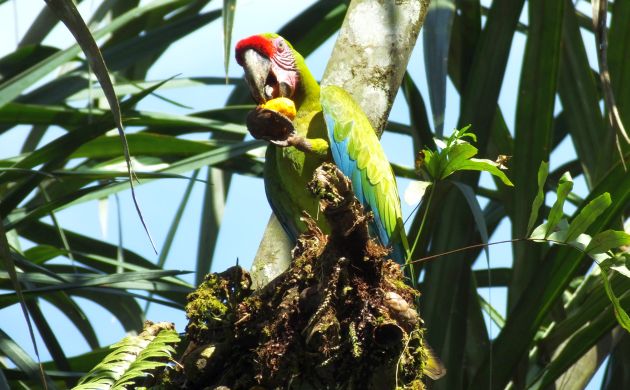 great-green-macaw