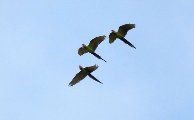 great-green-macaw