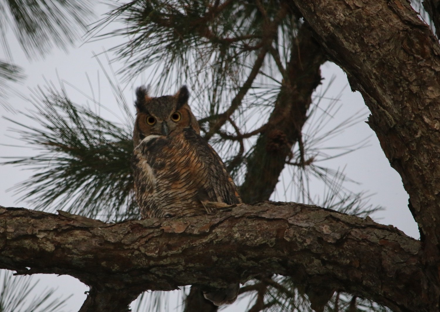 great horned owl, florida