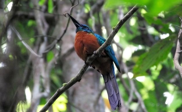 great-jacamar