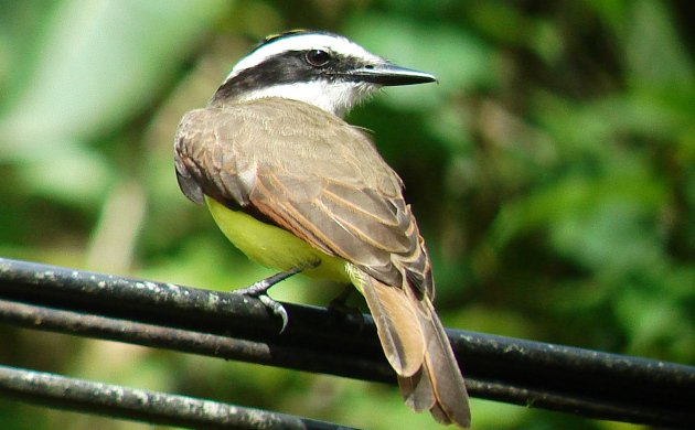 great kiskadee