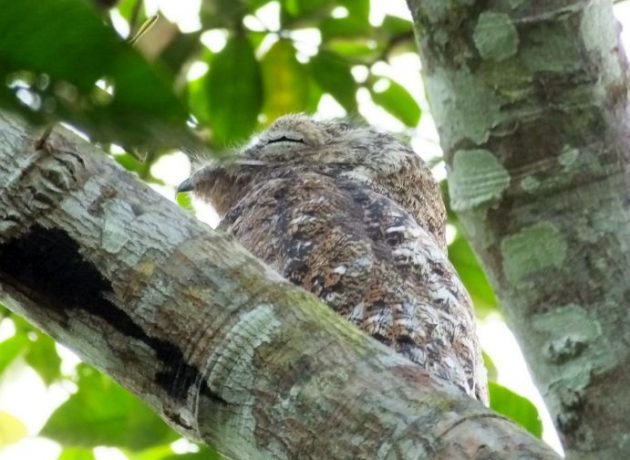 Great Potoo Costa Rica