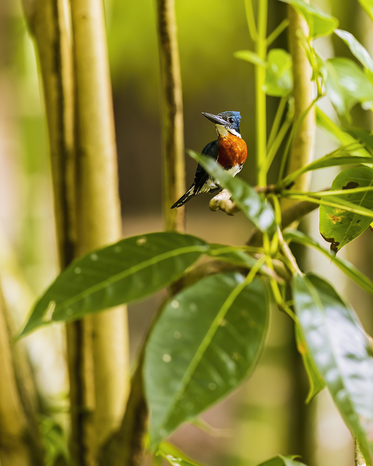 Birding in a Refinery – 10,000 Birds - Bbbustedwing.pet