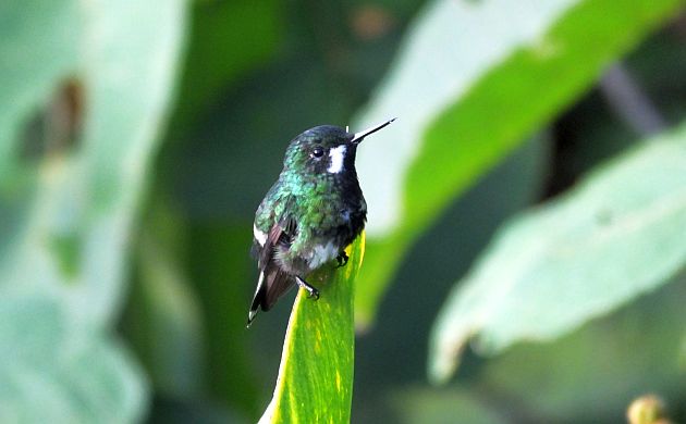 green thorntail