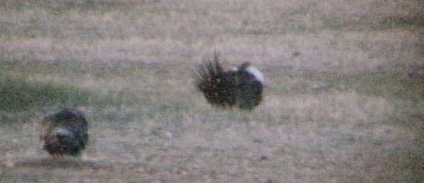 Sage Grouse on lek by Carrie Laben