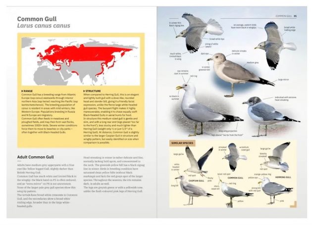Animalstuffstore gull-two-630x455 An Identification Information – 10,000 Birds Bird  