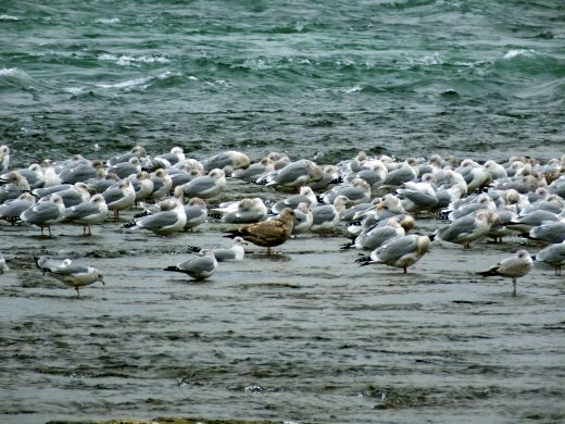 gulls