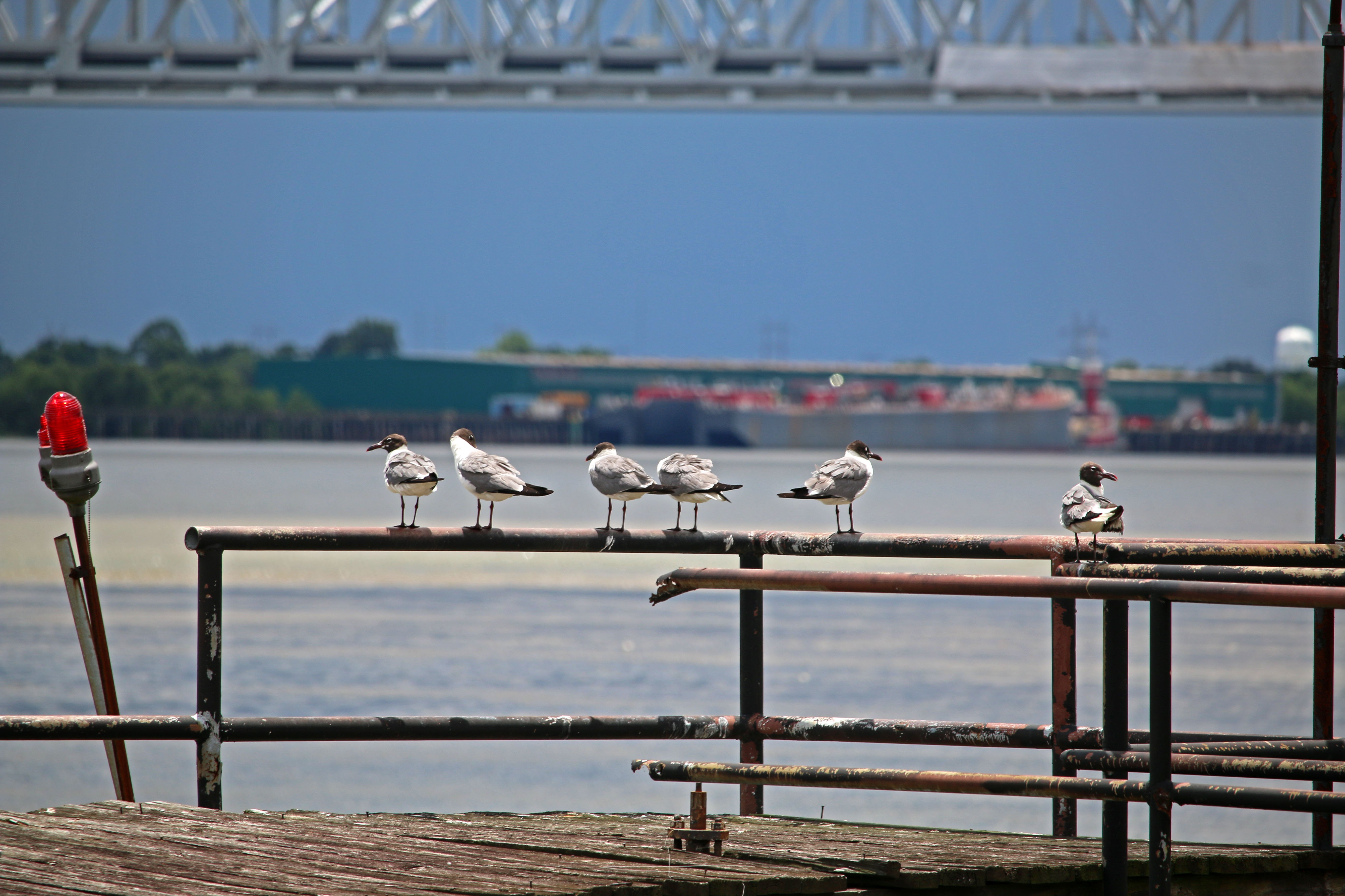 new orleans, birding