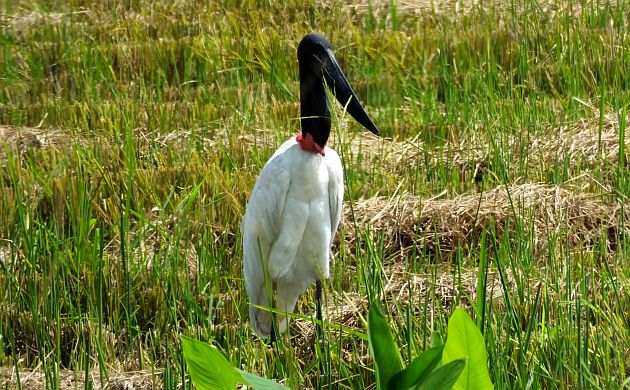 jabiru-year-bird