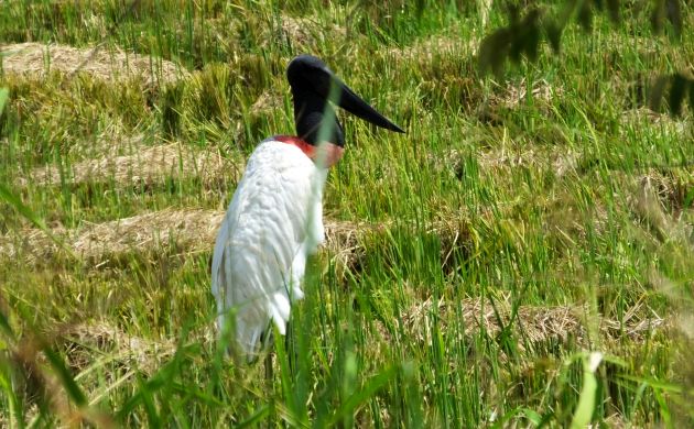 jabiru