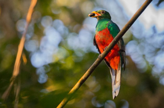 The beautiful White-tipped Quetzal, one of the Endemic Birds of the Santa Marta Mountains, Colombia