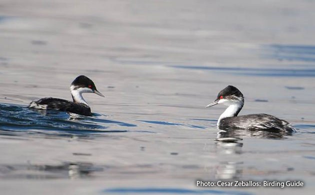 junin grebe