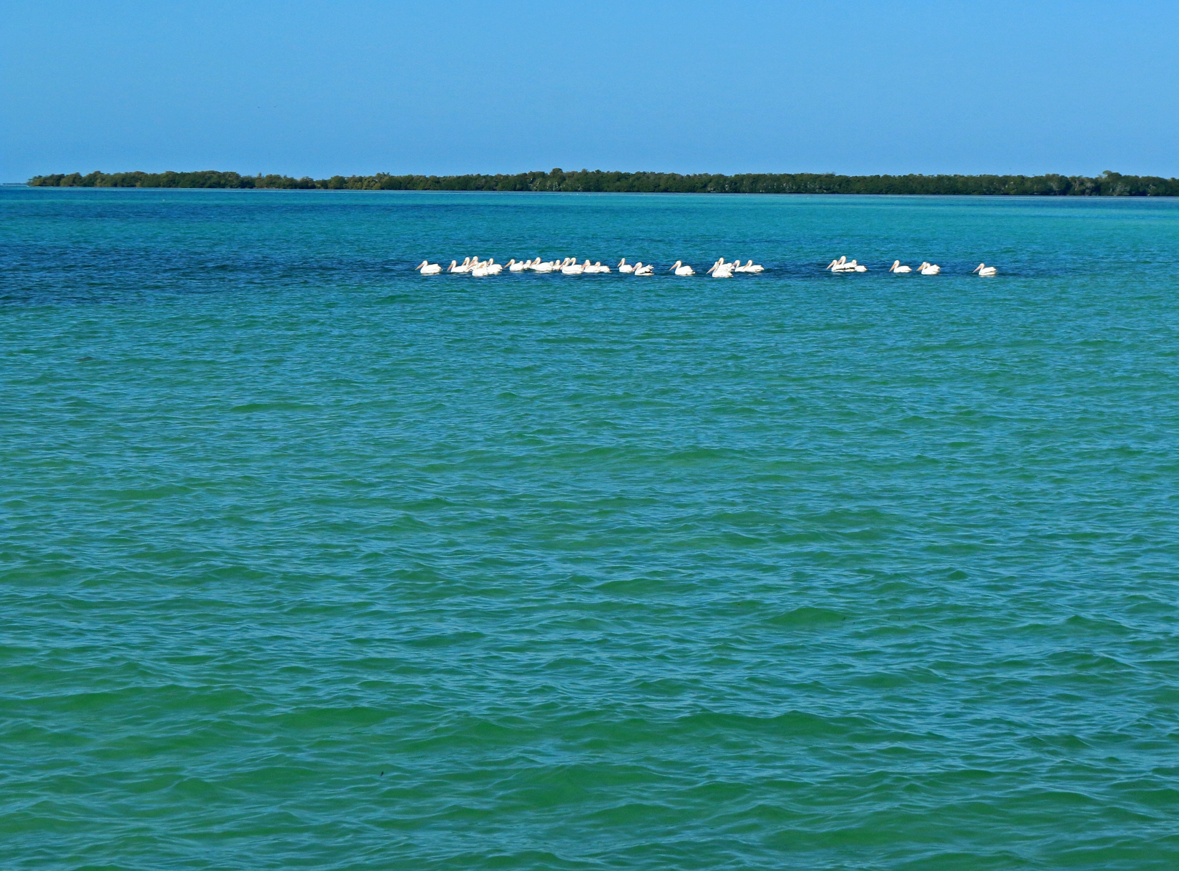 florida keys, nature, landscape