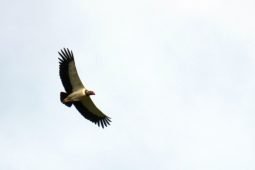 Where Are You Birding This First Weekend of February 2020?