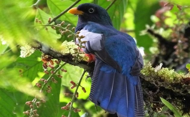 Animalstuffstore lattice-tailed-trogon-630x390 High Websites for Roadside Birding in Costa Rica – 10,000 Birds Bird  