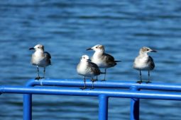 Gullmania in Costa Rica