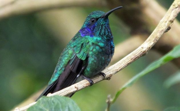 lesser violetear