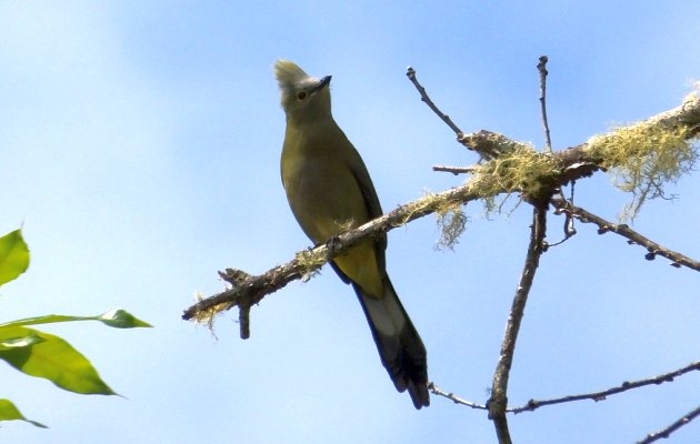 long-tailed-silky-flycatcher