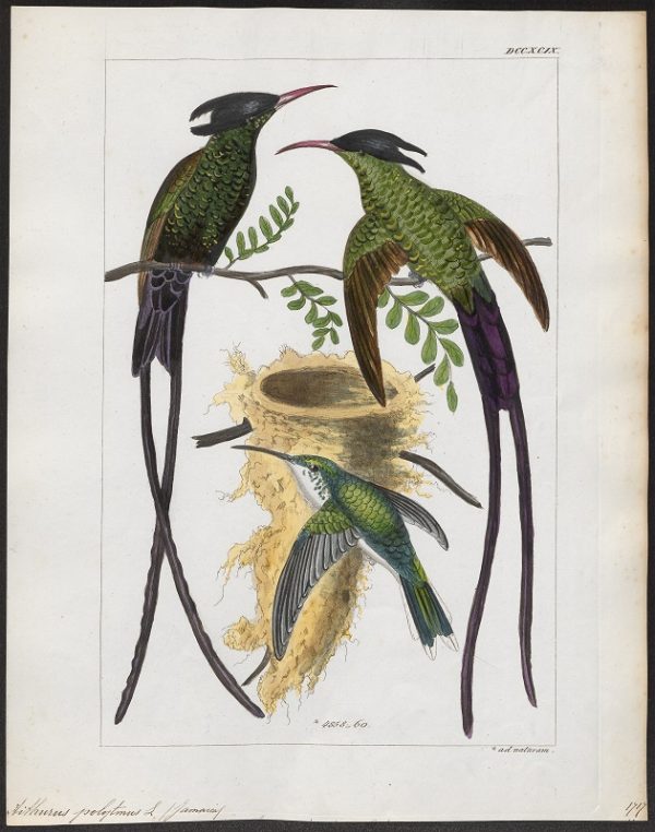 Two James Spirits Doctor Bird Jamaica Rum 10,000 Birds