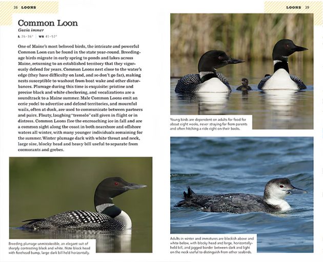 Animalstuffstore maine.common-loon.1000-630x510 Critiques of ABA Subject Information to Birds of Maine & Birding Information to the Larger Pasadena Space – 10,000 Birds Bird  
