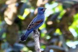 Urban Birding in Costa Rica- Benefits of Brushy Fields and Coffee Farms