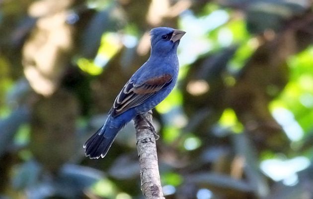 Blue Grosbeak