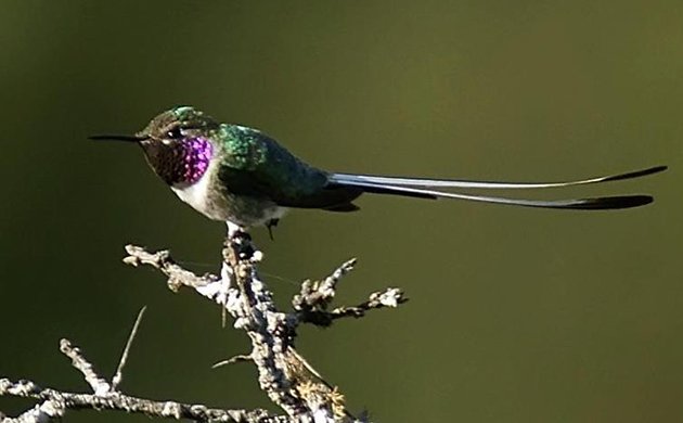 Peruvian Sheartail