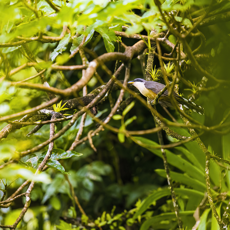 Animalstuffstore mangrove-cuckoo-0289- Quest for the Whistling Warbler – 10,000 Birds Bird  